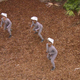 Los cuatro velociraptores de Jurassic World.